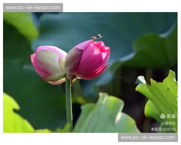 双雄争霸，还是并蒂莲开？深度解析浙江与江苏的“绝代双骄”之路